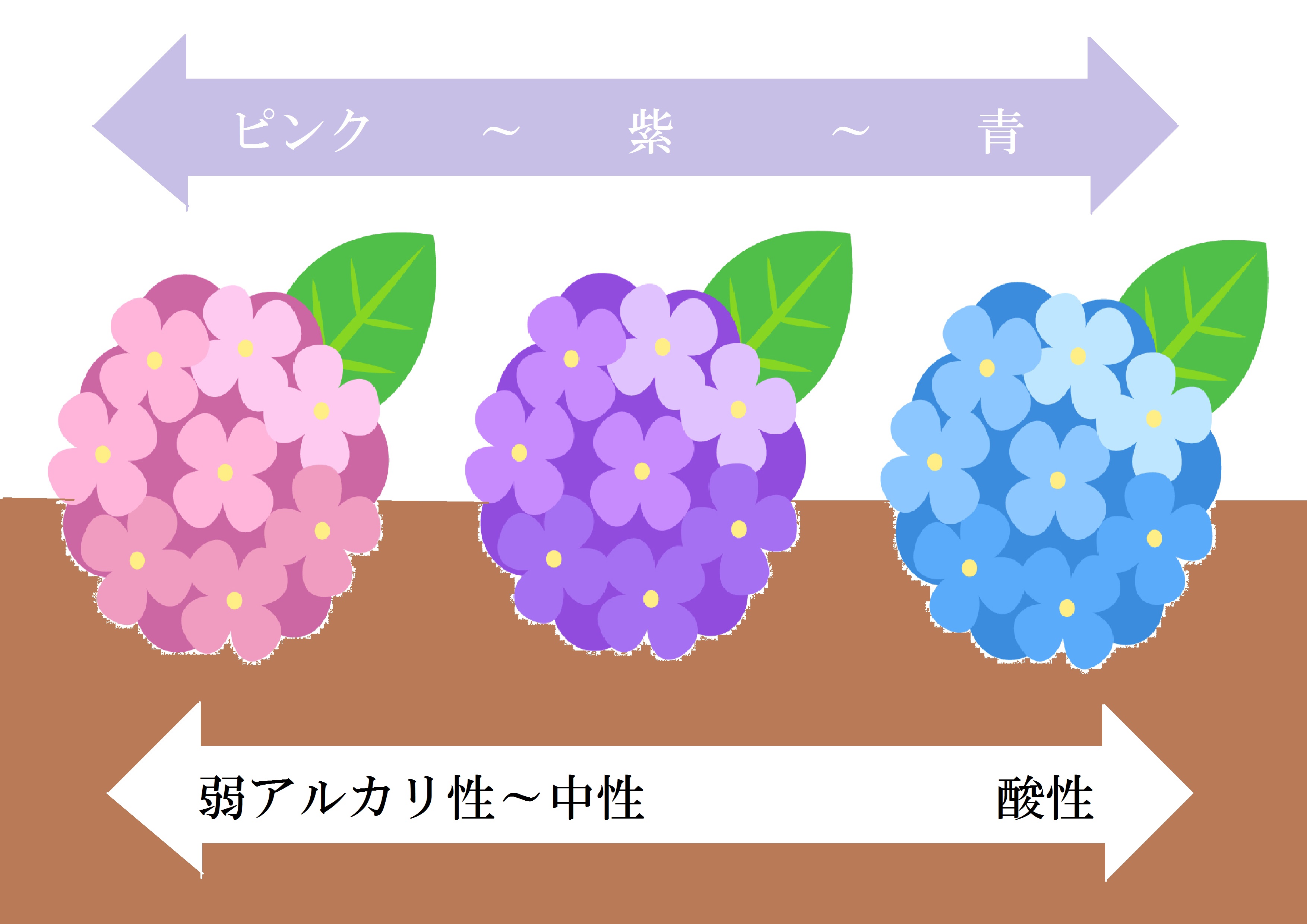 夏のフォトウエディングは紫陽花がオススメ 紫陽花に囲まれて撮る和装前撮り 和装で挙げる結婚式 前撮り撮影の華雅苑